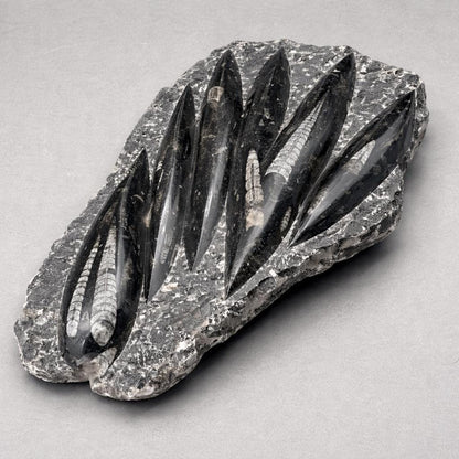 Orthoceras Fossil Plate Slab (1 Piece) Size 11 to 12 Inches Crystal Gemstone Home Decor