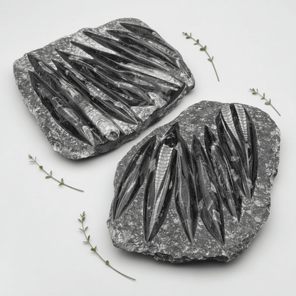 Orthoceras Fossil Plate Slab (1 Piece) Size 11 to 12 Inches Crystal Gemstone Home Decor