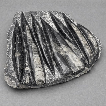 Orthoceras Fossil Plate Slab (1 Piece) Size 11 to 12 Inches Crystal Gemstone Home Decor