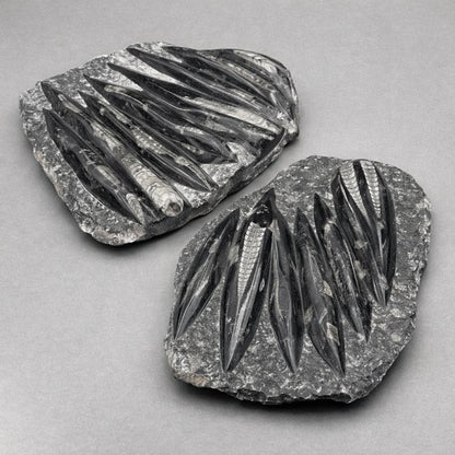 Orthoceras Fossil Plate Slab (1 Piece) Size 11 to 12 Inches Crystal Gemstone Home Decor